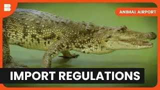 Spiders with Health Warnings - Animal Airport - Animal Documentary