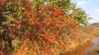  HERBS Phool Dhawa - Dhawai Flower - Woodfordia FruticosaPhool ।Anogeissus Latifolia - Dhataki Phool