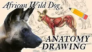 Pencil Drawing Tutorial | African Wild Dog Anatomy