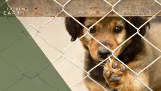 Когда жестокость продолжается на передовой линии защиты животных в Южной Африке (документальный ф...