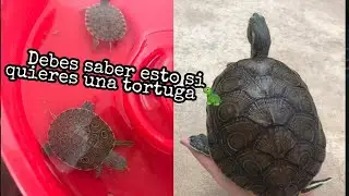 Cuidados a considerar si deseas tener una tortuga de mascota