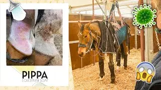 Dodelijk PAARDENVIRUS in Europa & duurzaam product TESTEN! | felinehoi HINNIKEN #25