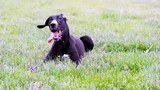 Great Dane s Guide to Being a Gentle Giant Sweet Nature