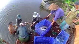 Catching Fish In The Countryside Of Vietnam | Amazing Fish Hunting | Fisherman VN #20