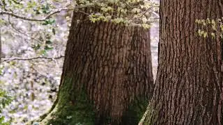 Kent woodlands - Ham street woods