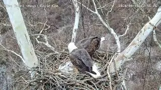 Glen Hazel Bald Eagles-HM2 arrives first Mom close behind!  1st visit for new cam🤩! 01-16-26 12:50