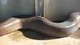 Biggest Snake - world record!