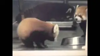 red pandas get scared easily