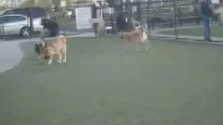 Foster City Dog Park