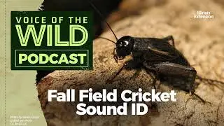 Episode 72: Fall Field Cricket &ndash; Voice of the Wild