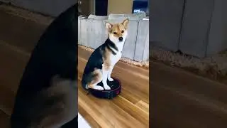 If the floor&rsquo;s clean, might as well enjoy the ride. 🚗🐕 #DogLifeGoals #ShibaOnBoard #PawsAndRelax