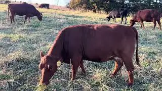 Вот как должны выглядеть ваши коровы с приближением зимы.