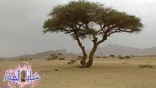 بقاين تمنراست 💃🏾💃🏾أعراس عائلة بن مسعود بأدريان 2020♥💃🏾