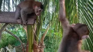 Monkey ucil unyil dan caca