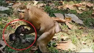 Pigtail do Bad Strong pick Up Steal Baby monkey-Mom fighting take Back/Wild Monkey