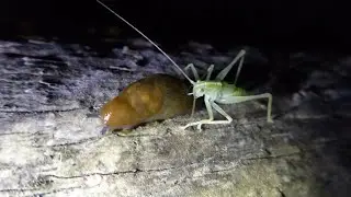An Oak bush cricket sucking moisture from a slug (Part 2)