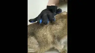 Dog Cat Massage Clean Water Spray Hair Remover Brush Steamy Pet Grooming Gloves China Manufacturer