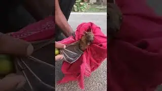 आंधी में गिरा चमगादड़ को पकड़ कर छोड़ा गया | Bat |