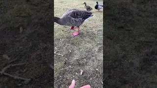 BOOLO BOOLO