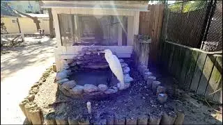 Seaside Seabird Sanctuary walk through