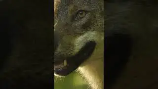 Sound Wolf: The Most Epic Howling You'll Ever Hear (2024)