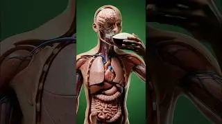 What Happens Inside Your Body When You eat Rice