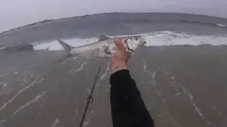 HOLLOWEEN STRIPED BASS and SHAD on the SURF!!! LONG ISLAND FALL RUN!!
