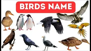 35 птиц для детей | Изучаем названия и звуки птиц с помощью картинок