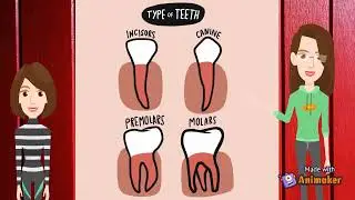 What are the types of teeth| Real Knowledge is Power