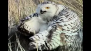 Sneeuwuilen op Vlieland - Snowy owls in the Netherlands!