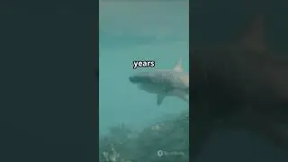 Sharks are older than trees&mdash;over 400 million years of evolution! #SharkFacts #MindBlown #Shorts