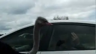 Pecking Ostrich.mp4
