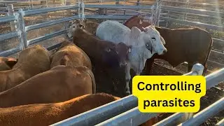 Drenching the cattle