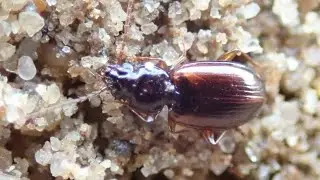 Oeversnelloper (Paranchus albipes)