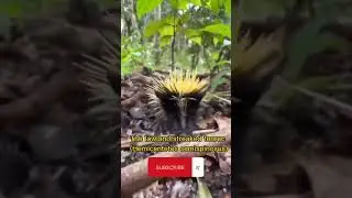 The lowland streaked tenrec (Hemicentetes semispinosus)#shorts #cuteanimals