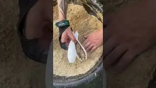 Wolf xspod Speed loading rice flour