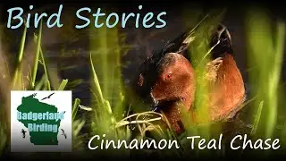Bird Stories: Cinnamon Teal Chase