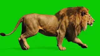 Lion Green Screen Video | Walking Lion No Copyright | Free Green Screen Footage #Greenscreen