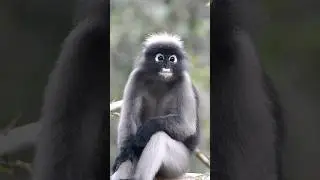 Обезьяна-тёмный лист