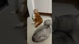 Scared to death cat cats confusing behavior cats daily life cats