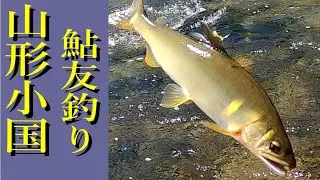 【鮎】山形県_小国川_長尾地区
