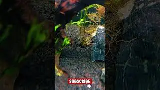 Peaceful Fish Tank for Sleep and Calm