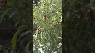 red 🌶 chili tree.#shorts #youtubeshorts #viral #beautiful #amazing #chili #tree