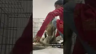 Last moments 💔 / #shorts #shortfeed #monkey #rescue #animal