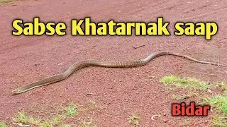 King 👑 Cobra 🐍 Rat Snake Dhamin Release Video Forest