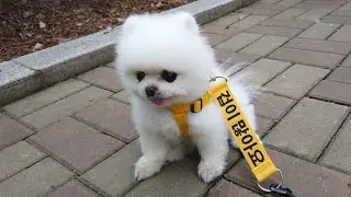 우리 같이 산책할까? [#16 콧물 흘리며 쎈 척 하는 강아지]