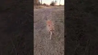 Happy Dog Walking #dog