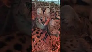STARING CONTEST 👁️👄👁️ #animals #cat #servals #funny #trending