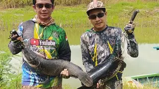 🔴Maser ikan Toman MONSTER  || Paser mania