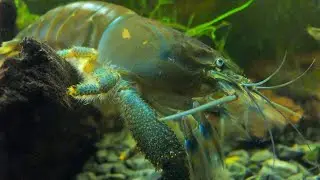 Shrimp compilation [Gabon, bamboo, amano, cherry shrimps]